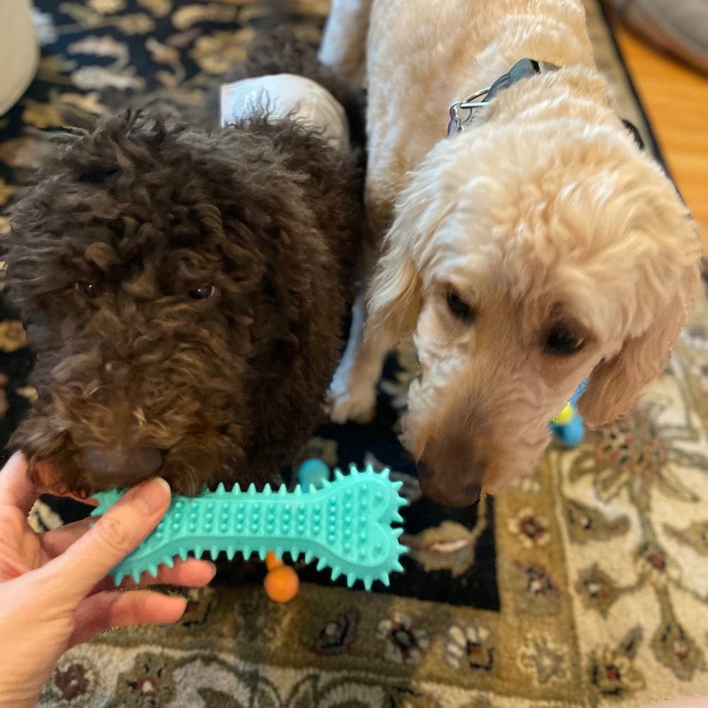 Brand New🐶🐾🦮Dog Pet Paw Pack🐾 1 Rope Leash & 3 colorful durable chew toys - Picture 5 of 5